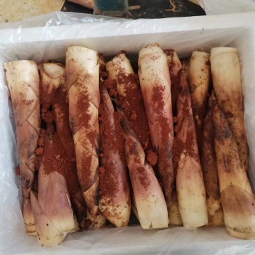 江西精品雷竹笋壳薄肉肥脆甜可口欢迎来电咨询