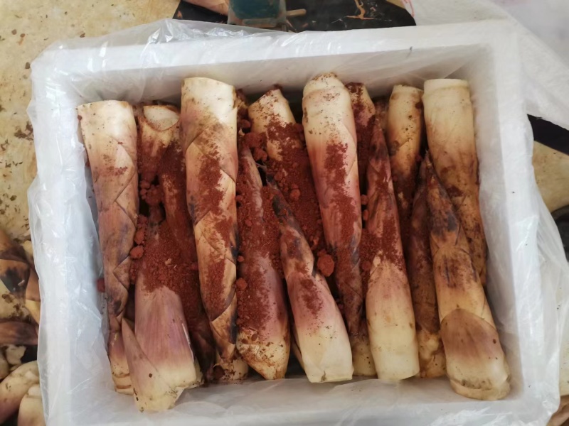 江西精品雷竹笋壳薄肉肥脆甜可口欢迎来电咨询