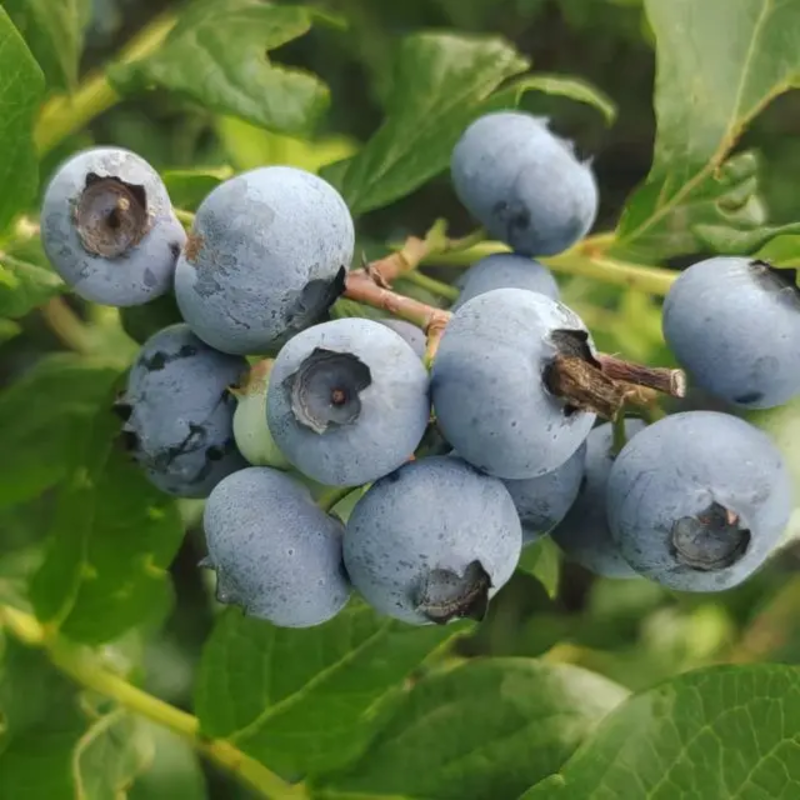 山东蓝莓莱克西蓝莓瑞卡薄雾蓝莓电商精选大果品质保证