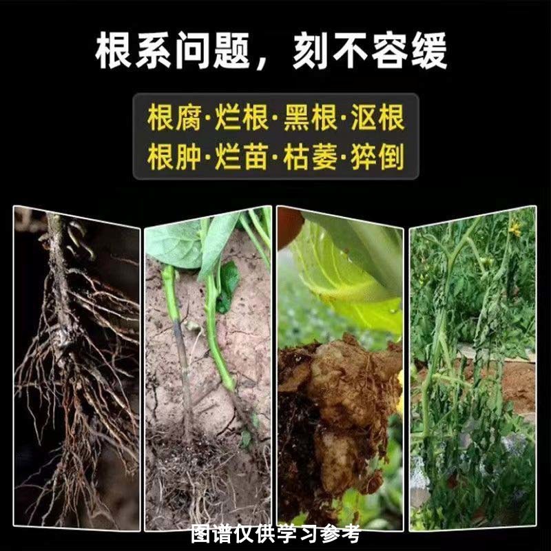 百部僵薯僵苗增产套餐根腐藿香生姜黄叶黄精卷叶防死苗烂根