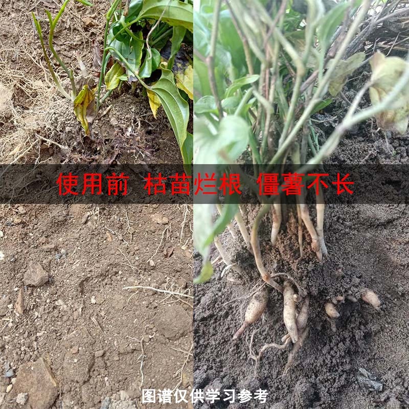 百部僵薯僵苗增产套餐根腐藿香生姜黄叶黄精卷叶防死苗烂根