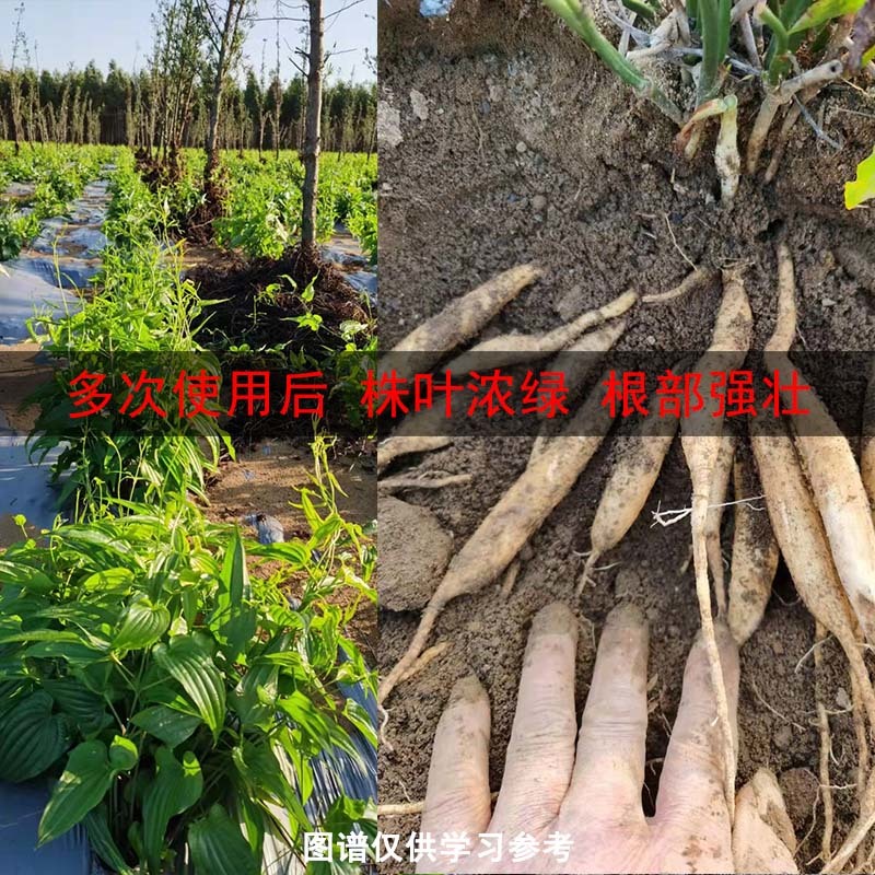 百部僵薯僵苗增产套餐根腐藿香生姜黄叶黄精卷叶防死苗烂根