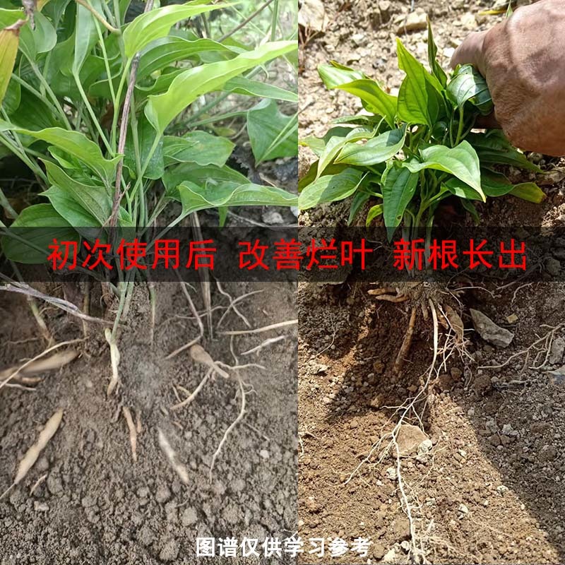 百部僵薯僵苗增产套餐根腐藿香生姜黄叶黄精卷叶防死苗烂根