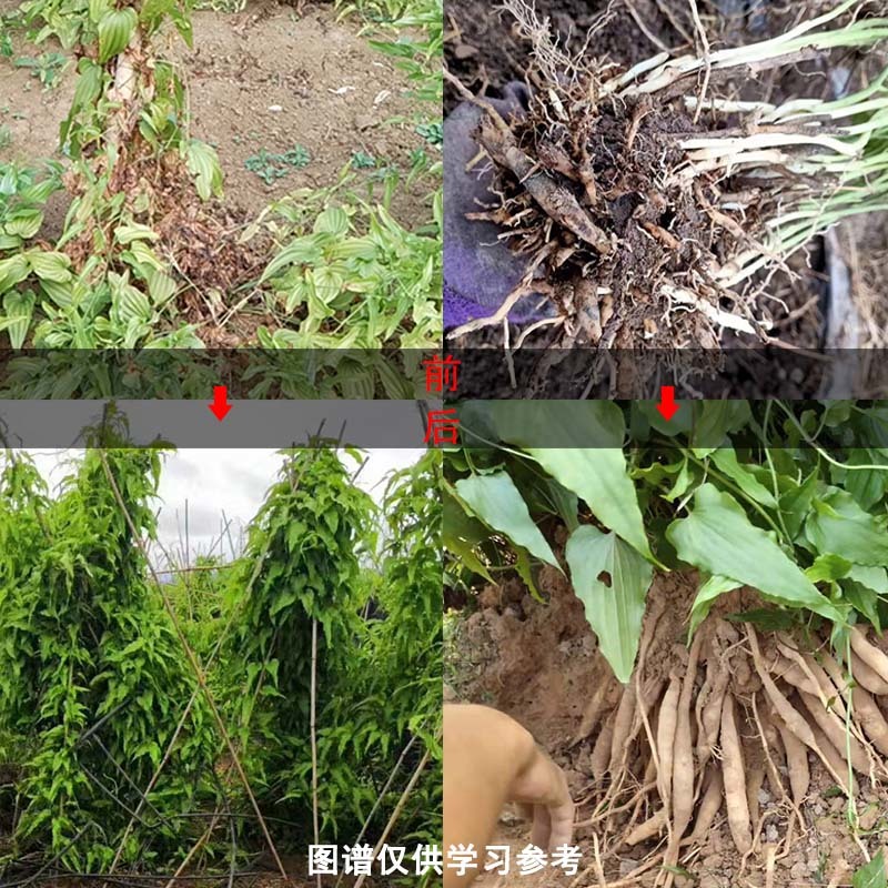 百部僵薯僵苗增产套餐根腐藿香生姜黄叶黄精卷叶防死苗烂根