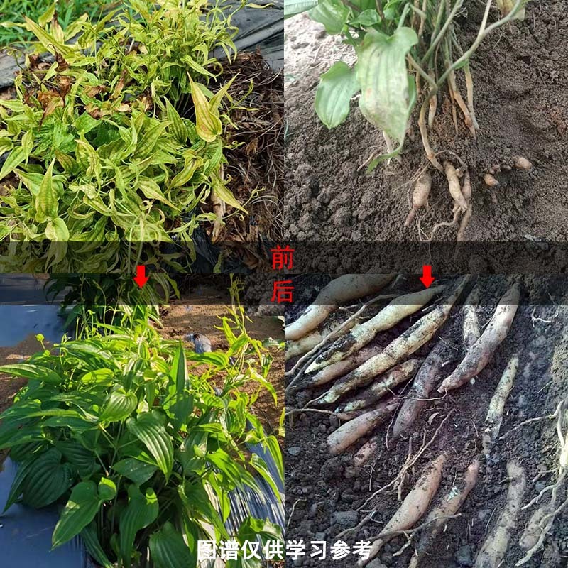 百部僵薯僵苗增产套餐根腐藿香生姜黄叶黄精卷叶防死苗烂根