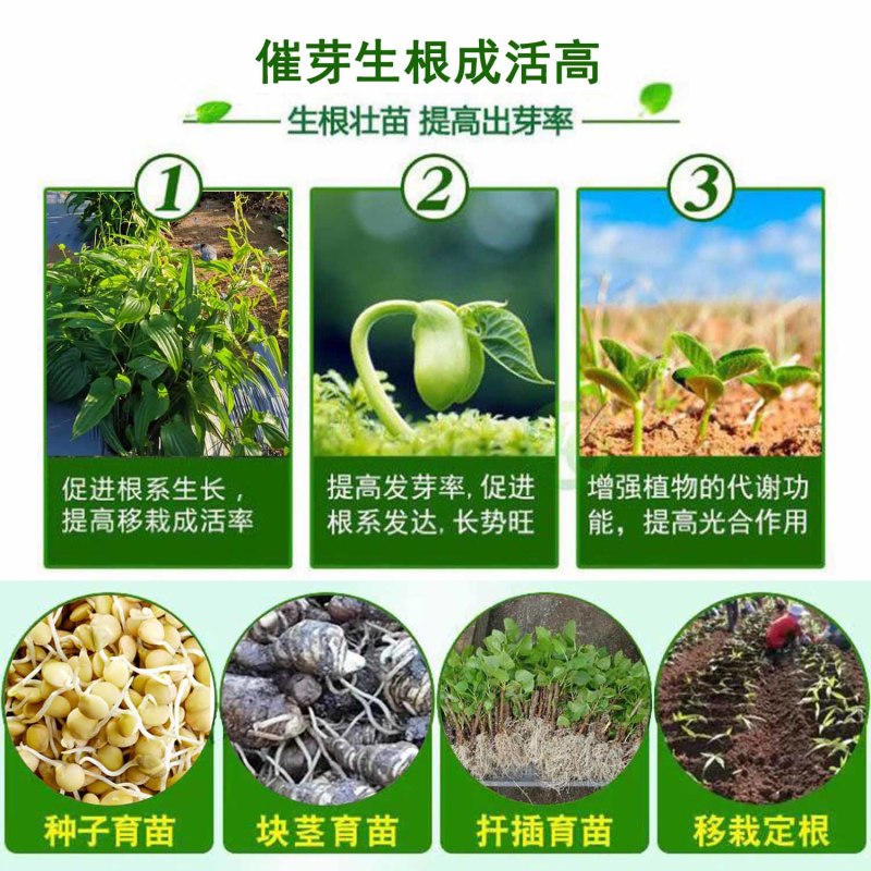 鱼腥草快速生根剂增嫩白折耳根催芽壮根增粗脆嫩早上市冲施肥