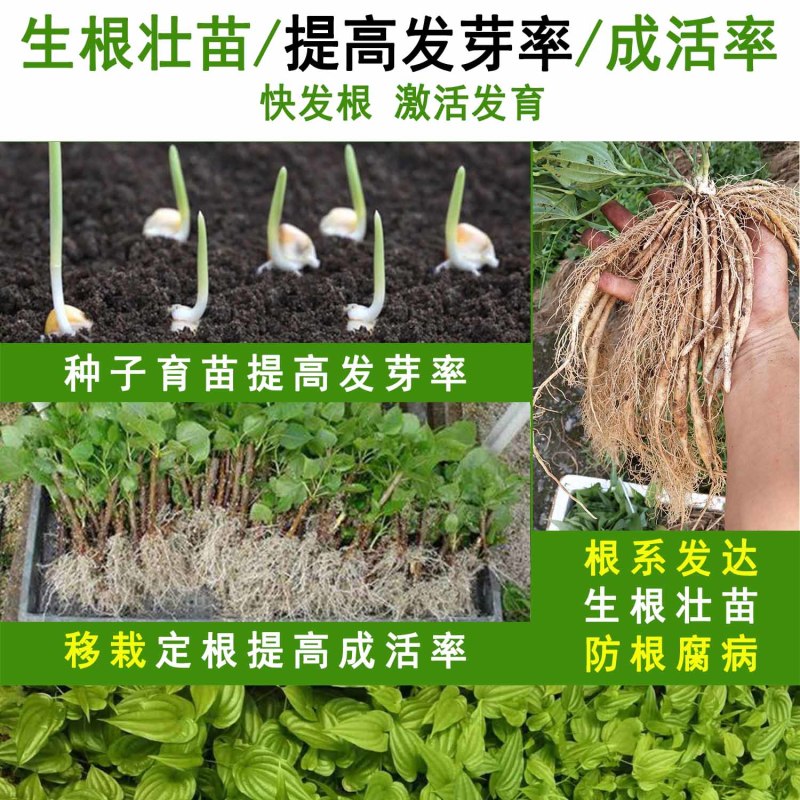 鱼腥草快速生根剂增嫩白折耳根催芽壮根增粗脆嫩早上市冲施肥