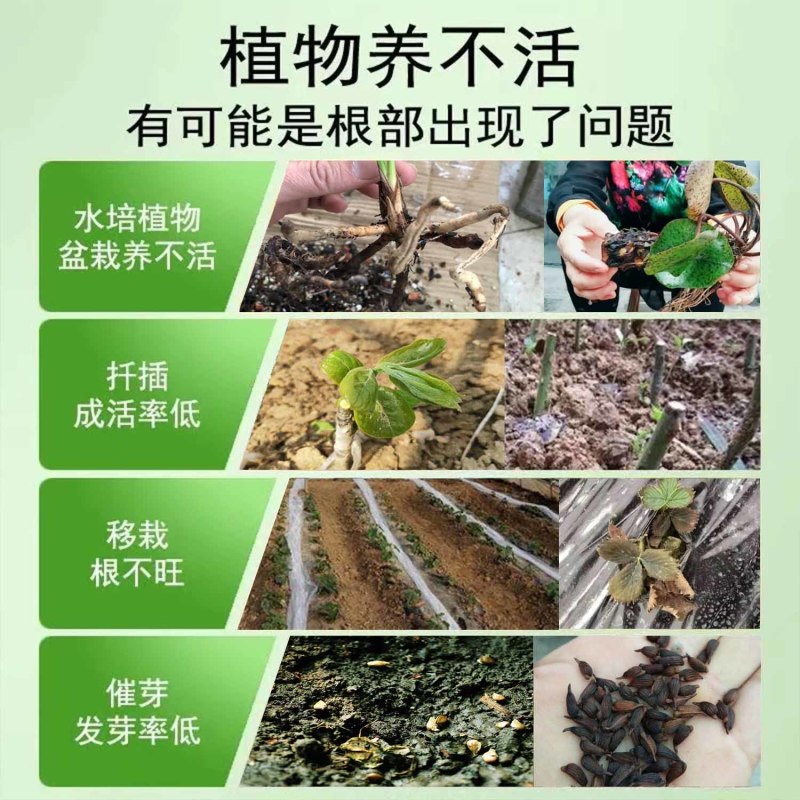 鱼腥草快速生根剂增嫩白折耳根催芽壮根增粗脆嫩早上市冲施肥