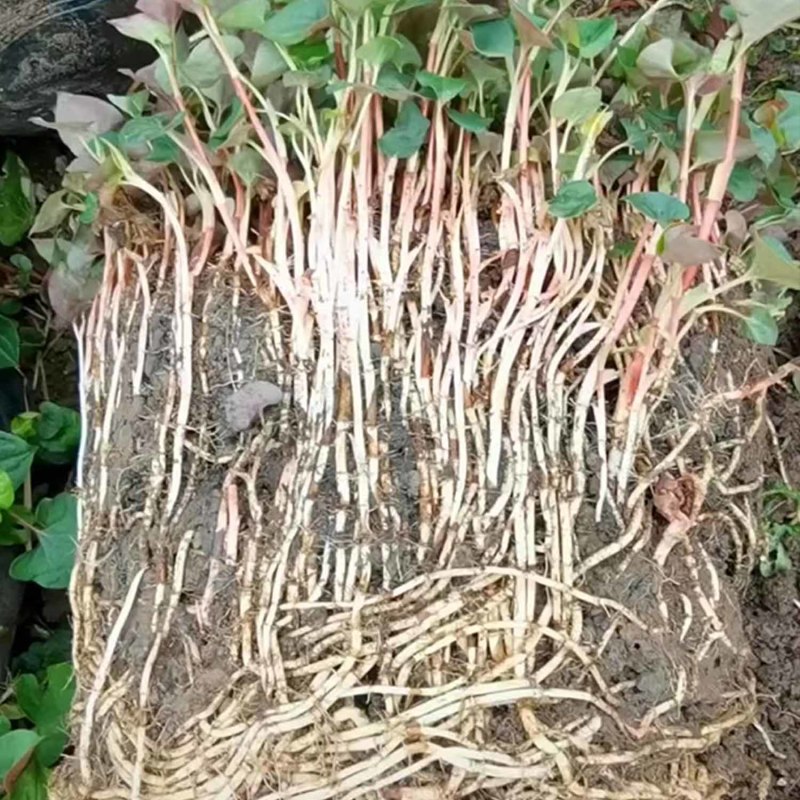鱼腥草快速生根剂增嫩白折耳根催芽壮根增粗脆嫩早上市冲施肥