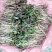 鱼腥草快速生根剂增嫩白折耳根催芽壮根增粗脆嫩早上市冲施肥