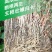 鱼腥草快速生根剂增嫩白折耳根催芽壮根增粗脆嫩早上市冲施肥