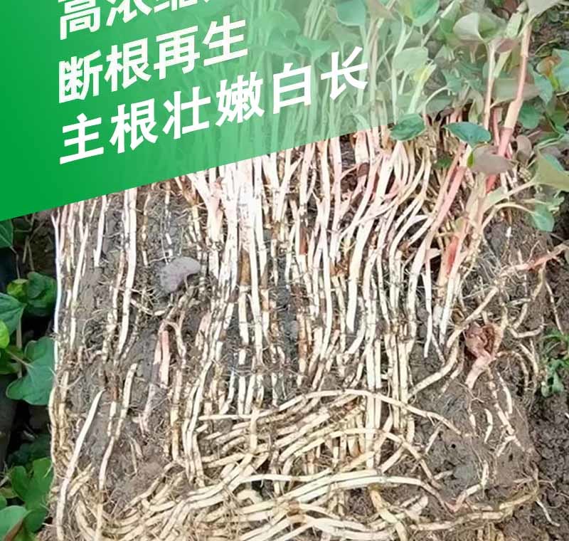 鱼腥草快速生根剂增嫩白折耳根催芽壮根增粗脆嫩早上市冲施肥