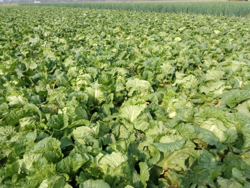 河南白菜新乡小包白菜秦白2号白菜一手货源全国批发