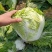 河南白菜新乡小包白菜秦白2号白菜一手货源全国批发
