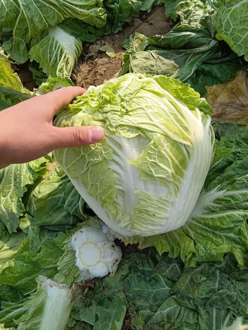 河南白菜新乡小包白菜秦白2号白菜一手货源全国批发
