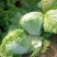 河南白菜新乡小包白菜秦白2号白菜一手货源全国批发