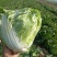 河南白菜新乡小包白菜秦白2号白菜一手货源全国批发