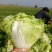 新乡小包心白菜秦白二号白菜河南白菜产地直发电商市场存库