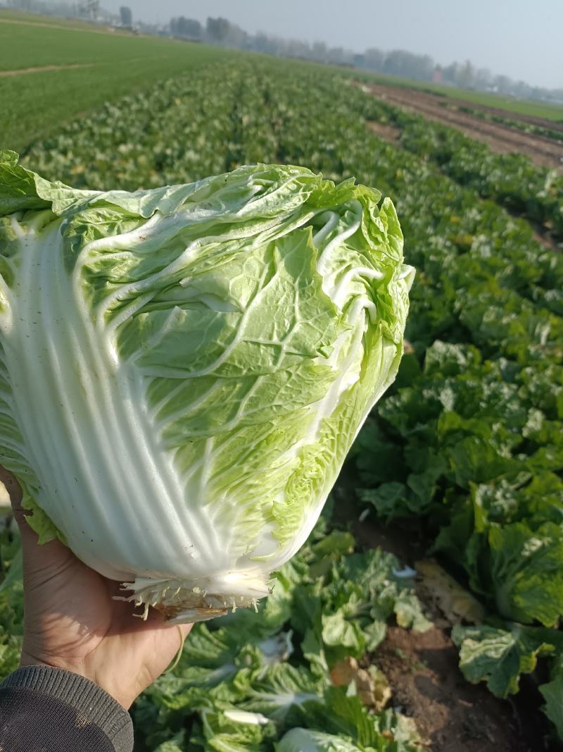 新乡小包心白菜秦白二号白菜河南白菜产地直发电商市场存库