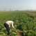 新乡小包心白菜秦白二号白菜河南白菜产地直发电商市场存库