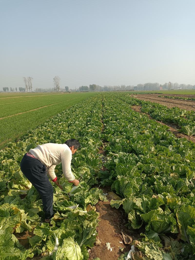 新乡小包心白菜秦白二号白菜河南白菜产地直发电商市场存库