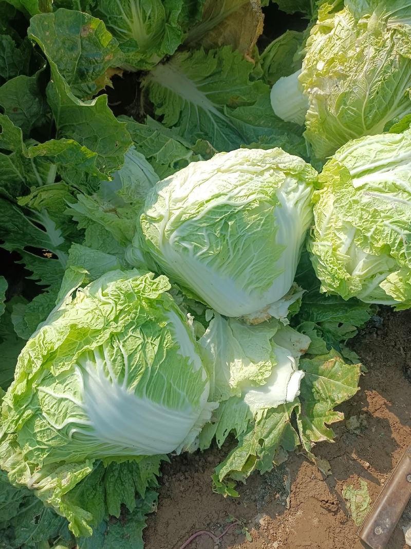 新乡小包心白菜秦白二号白菜河南白菜产地直发电商市场存库