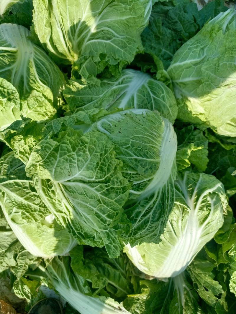 新乡小包心白菜秦白二号白菜河南白菜产地直发电商市场存库