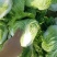 新乡小包心白菜秦白二号白菜河南白菜产地直发电商市场存库