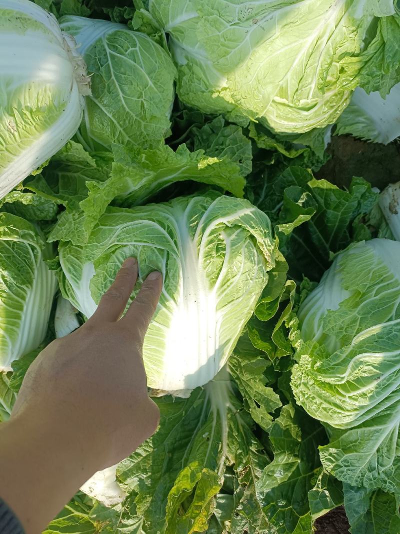 新乡小包心白菜秦白二号白菜河南白菜产地直发电商市场存库