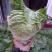 新乡小包心白菜秦白二号白菜河南白菜产地直发电商市场存库