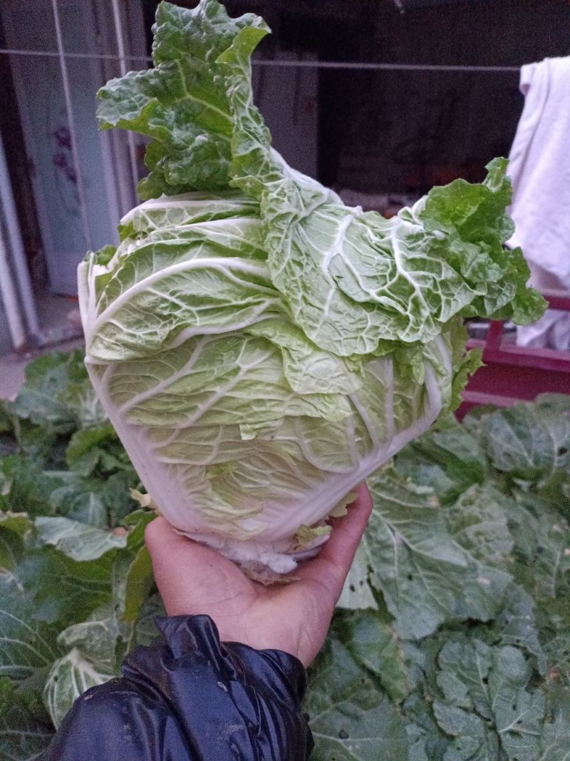 新乡小包心白菜秦白二号白菜河南白菜产地直发电商市场存库