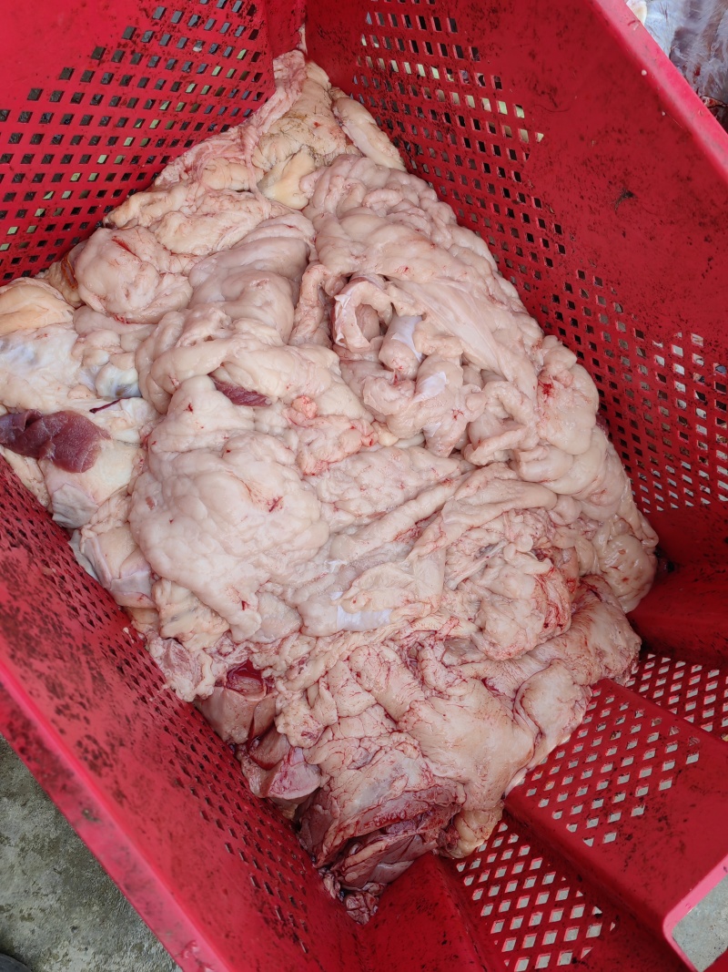 河北驴板油纯板油混装板油大量供应，品质保障可视频看货