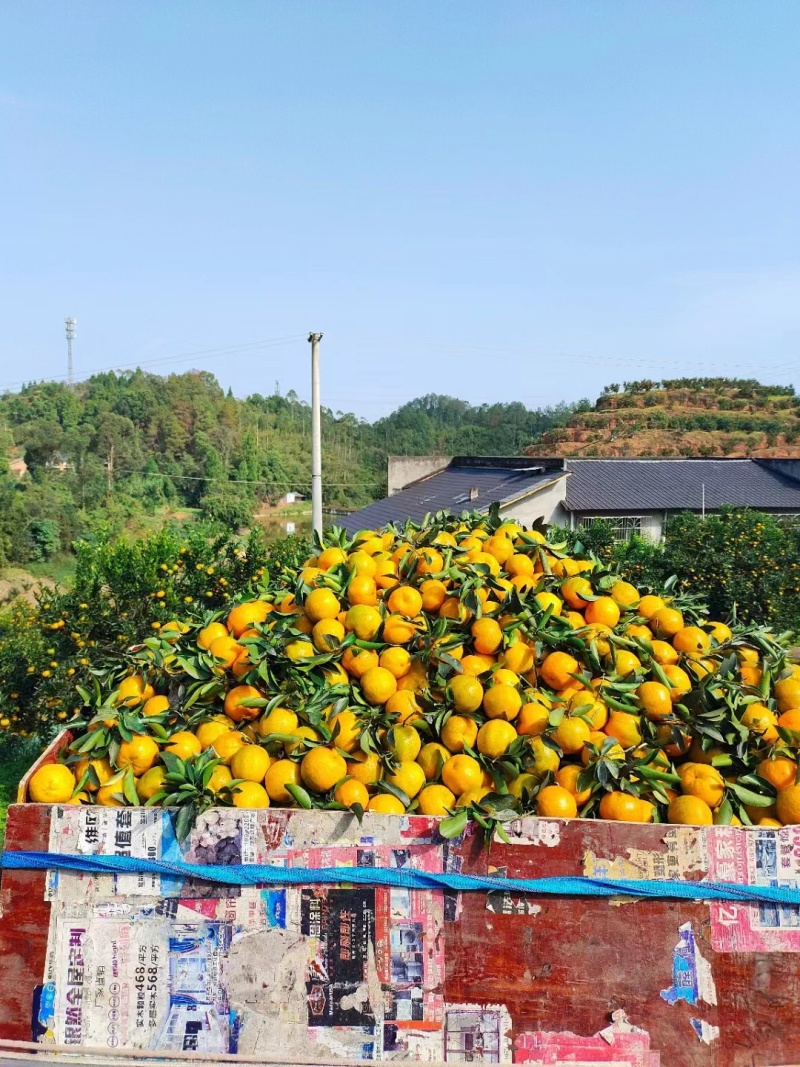 四川椪柑，高山货，个头大颜色好，味道甜，有须要的老板联系