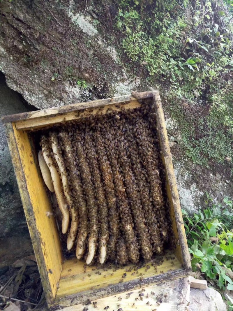 陕西秦岭深山土蜂蜜，现场采摘品质保障可视频看货