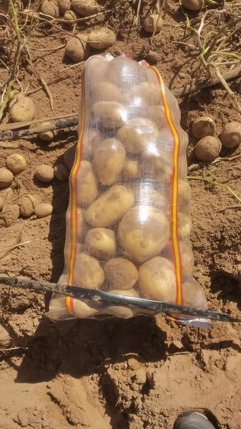 精选云南土豆大量上市产地直发保质保量对接各大电商批发商