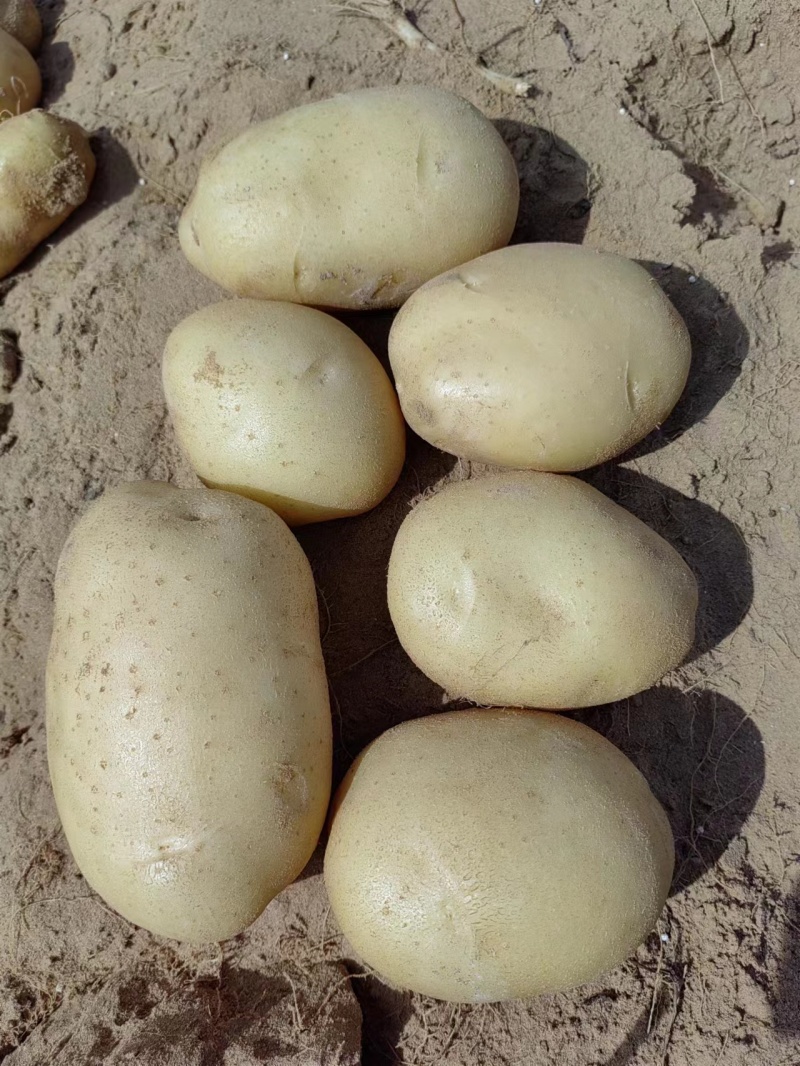 精选云南土豆大量上市产地直发保质保量对接各大电商批发商
