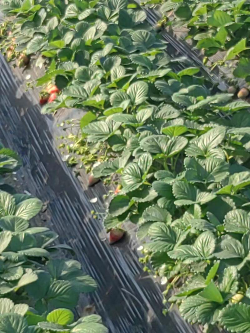 【精品】天仙醉草莓安徽基地发货量大详谈视频看货
