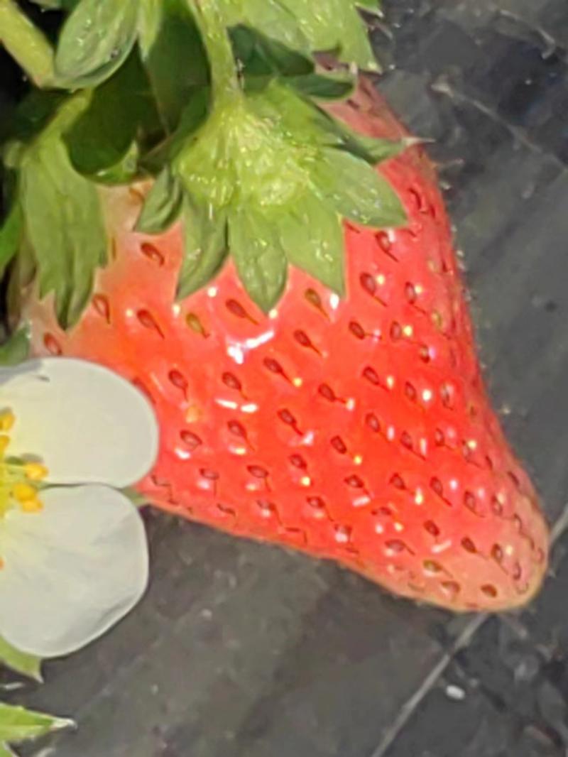 【精品】天仙醉草莓安徽基地发货量大详谈视频看货