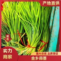 蒜苔金乡红帽蒜薹精品70cm以上，1斤精加工，电商