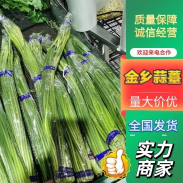 金乡红帽蒜薹，，精品蒜苔1斤1把标准包，代发全国市场电商