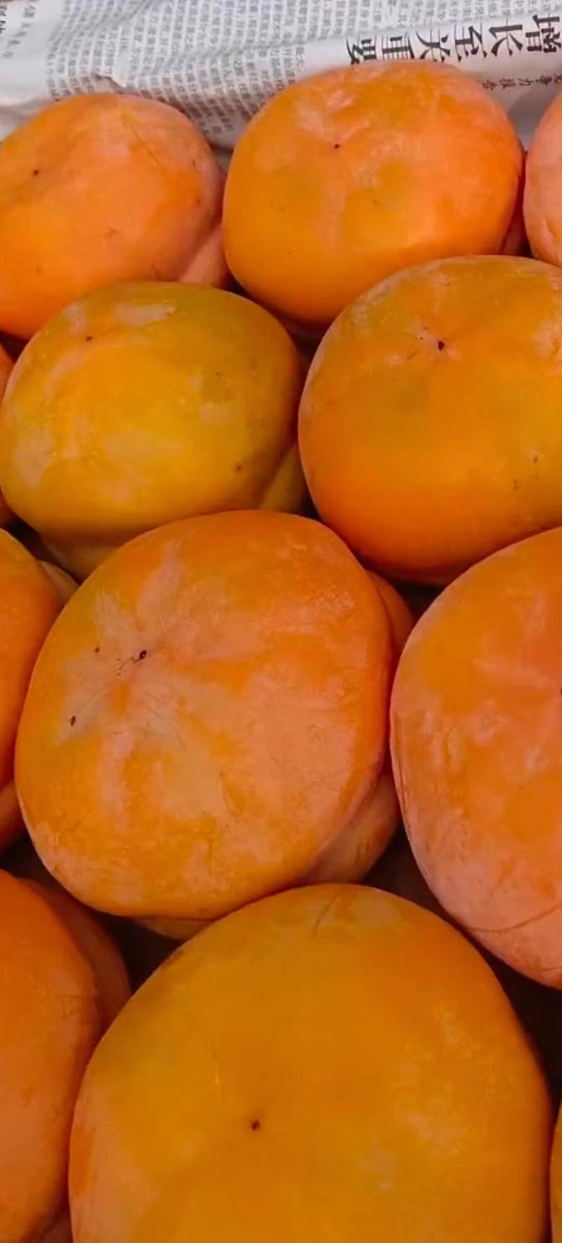 精选磨盘大柿子大量现货产地直发供应全国市场批发商