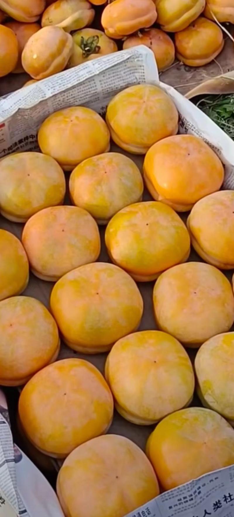 精选磨盘大柿子大量现货产地直发供应全国市场批发商