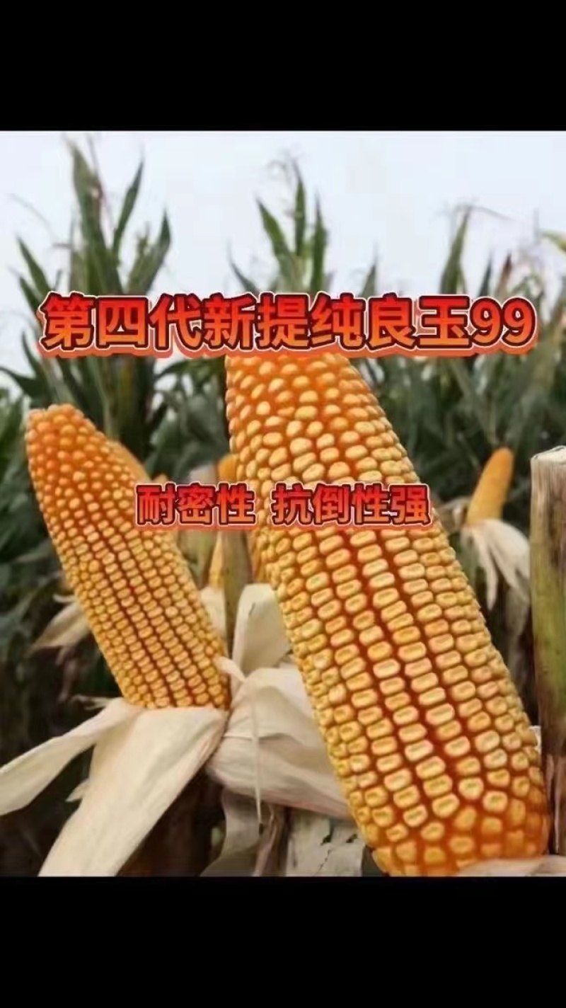 玉米种子丹东良玉99Z种子厂家直供抗倒抗病棒大产量高