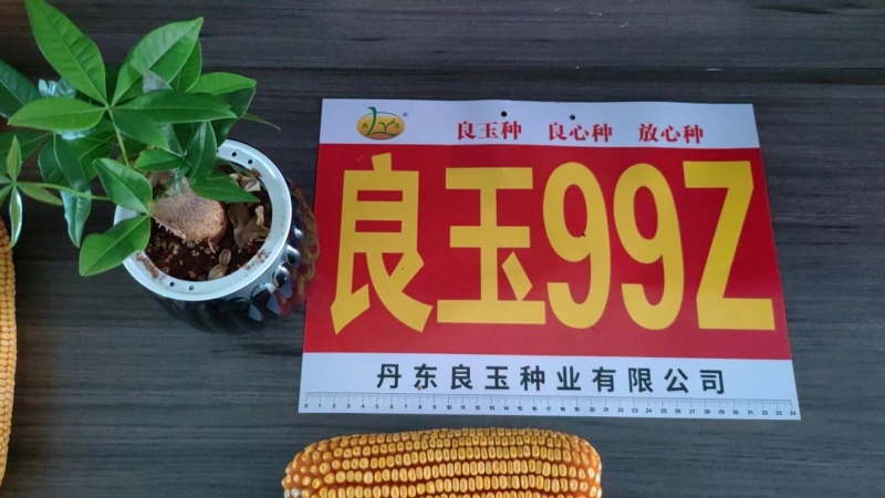 玉米种子丹东良玉99Z种子厂家直供抗倒抗病棒大产量高