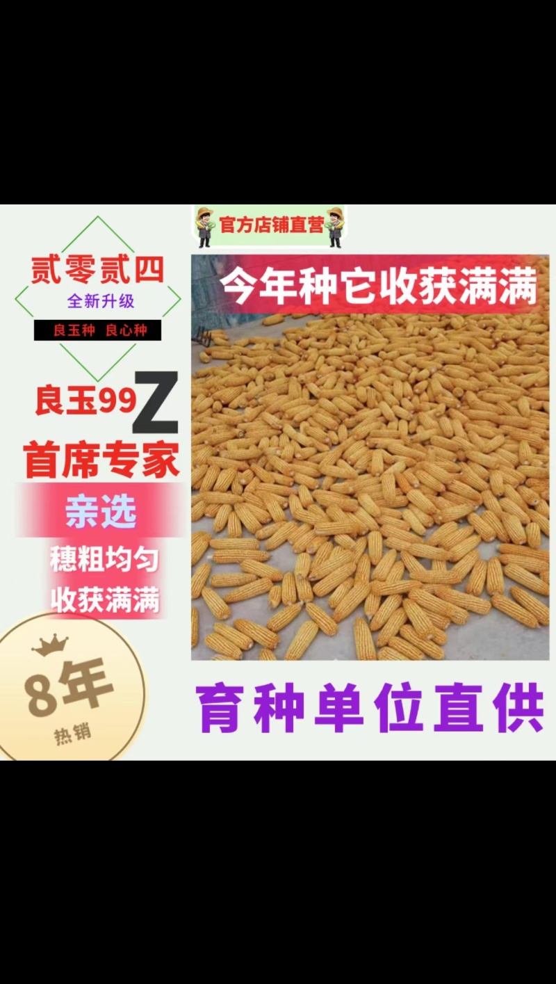 玉米种子丹东良玉99Z种子厂家直供抗倒抗病棒大产量高