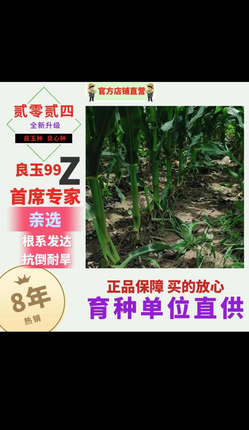 玉米种子丹东良玉99Z种子厂家直供抗倒抗病棒大产量高