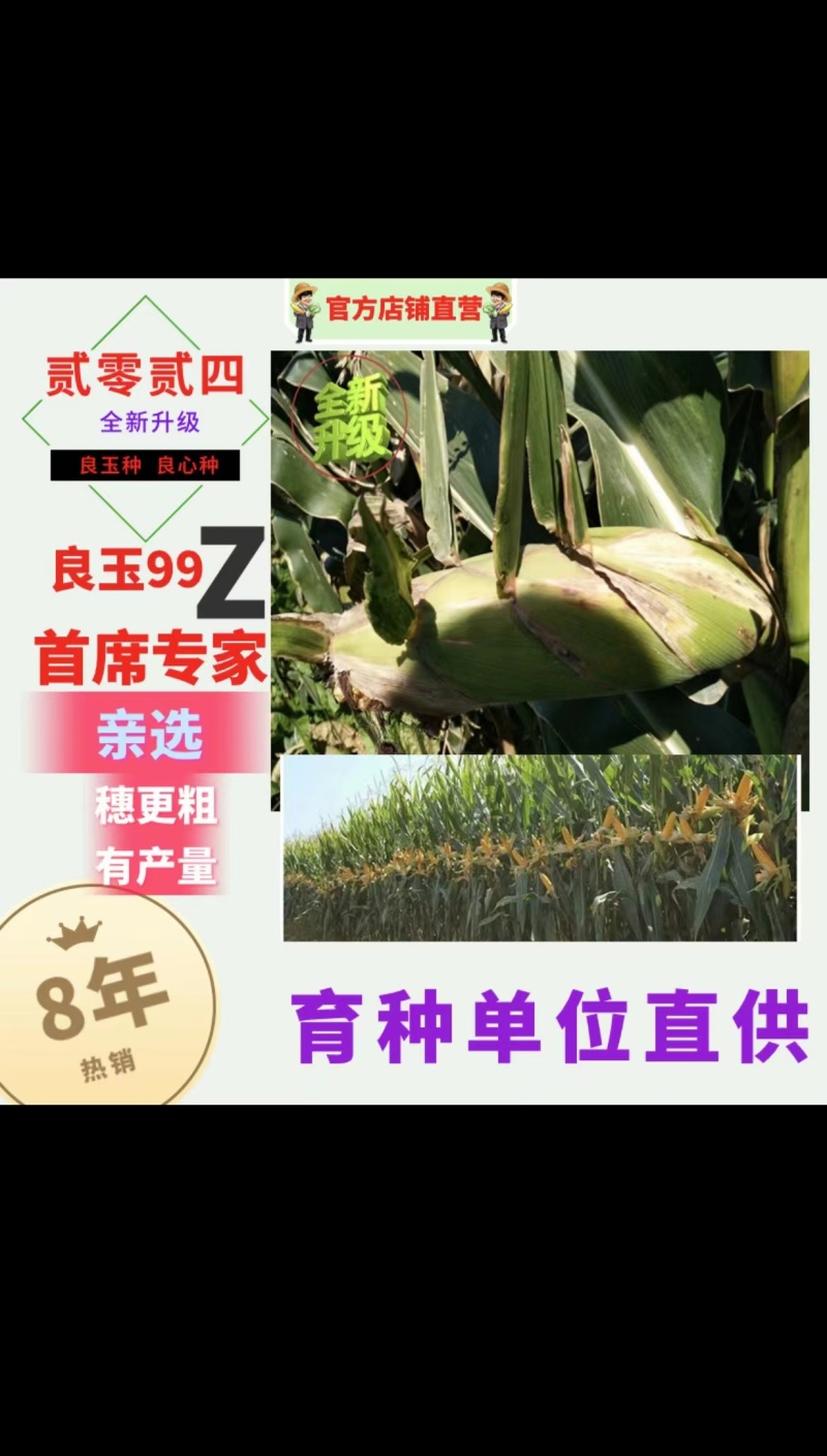 玉米种子丹东良玉99Z种子厂家直供抗倒抗病棒大产量高