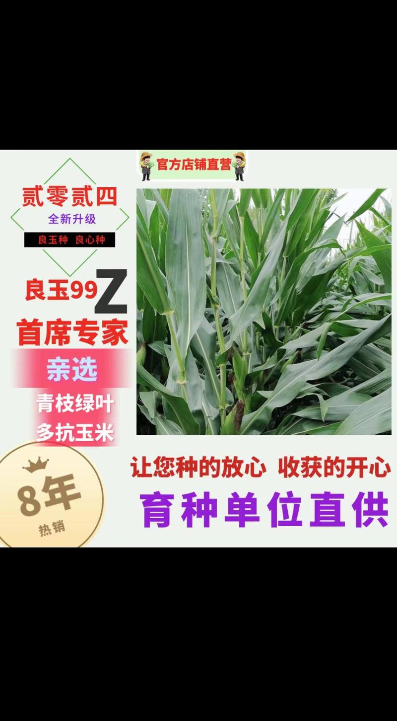 玉米种子丹东良玉99Z种子厂家直供抗倒抗病棒大产量高