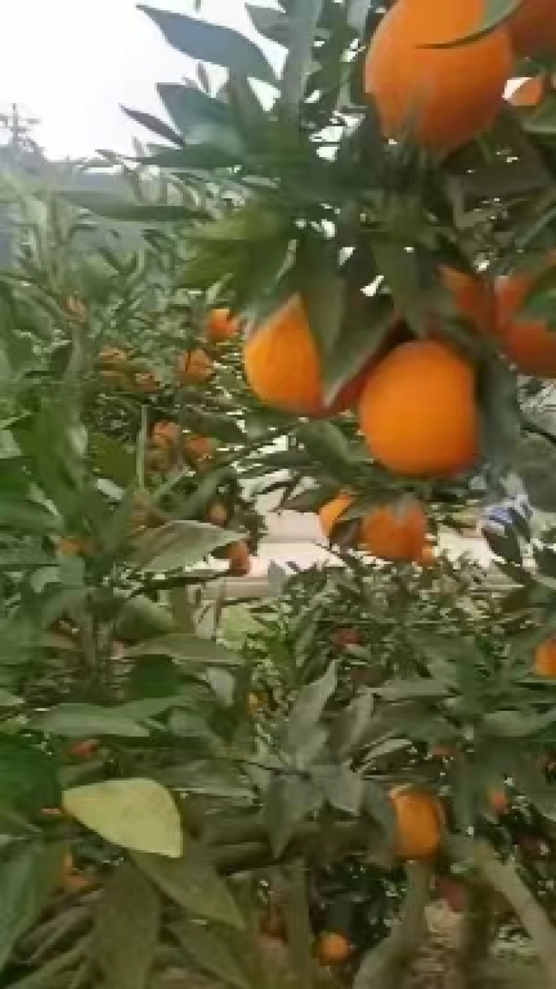 重庆北碚447脐橙产地直发精品甜橙价格实惠口感细腻欢迎电联