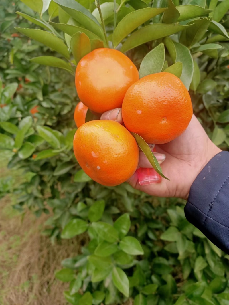 精品默科特柑橘重庆三月红果肉细腻个头靓产地直供
